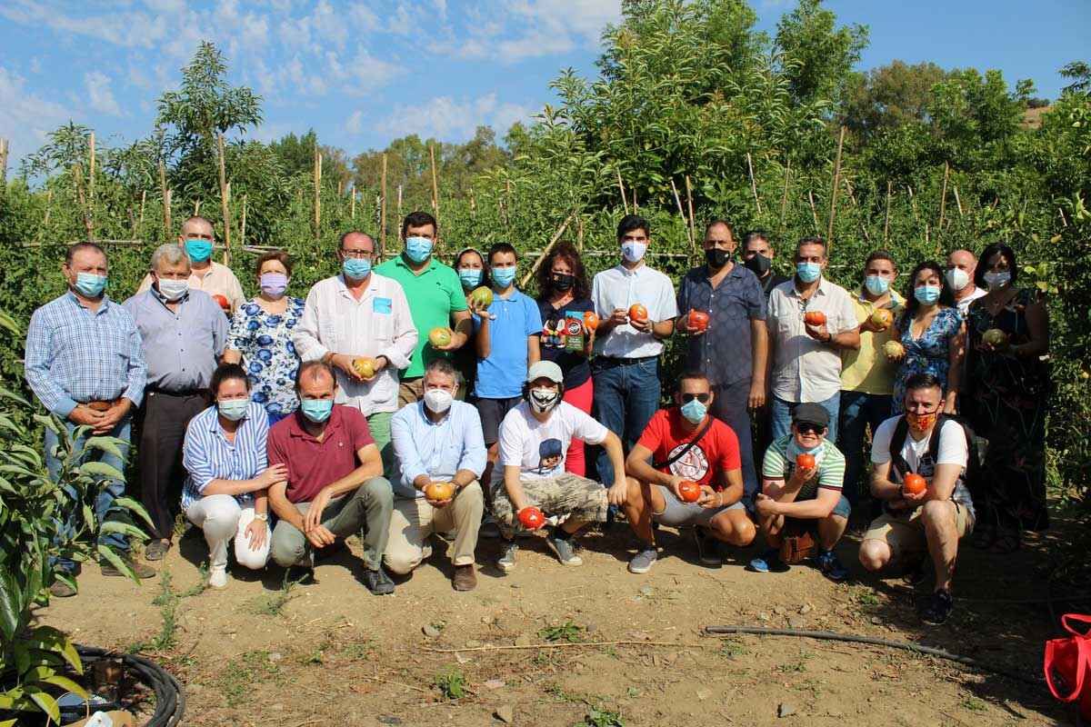 Comienza la temporada del tomate Huevo Toro 2020 en el Valle del Guadalhorce