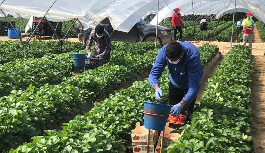 La Consejería de Agricultura pide usar las ayudas europeas para combatir la crisis del Covid-19