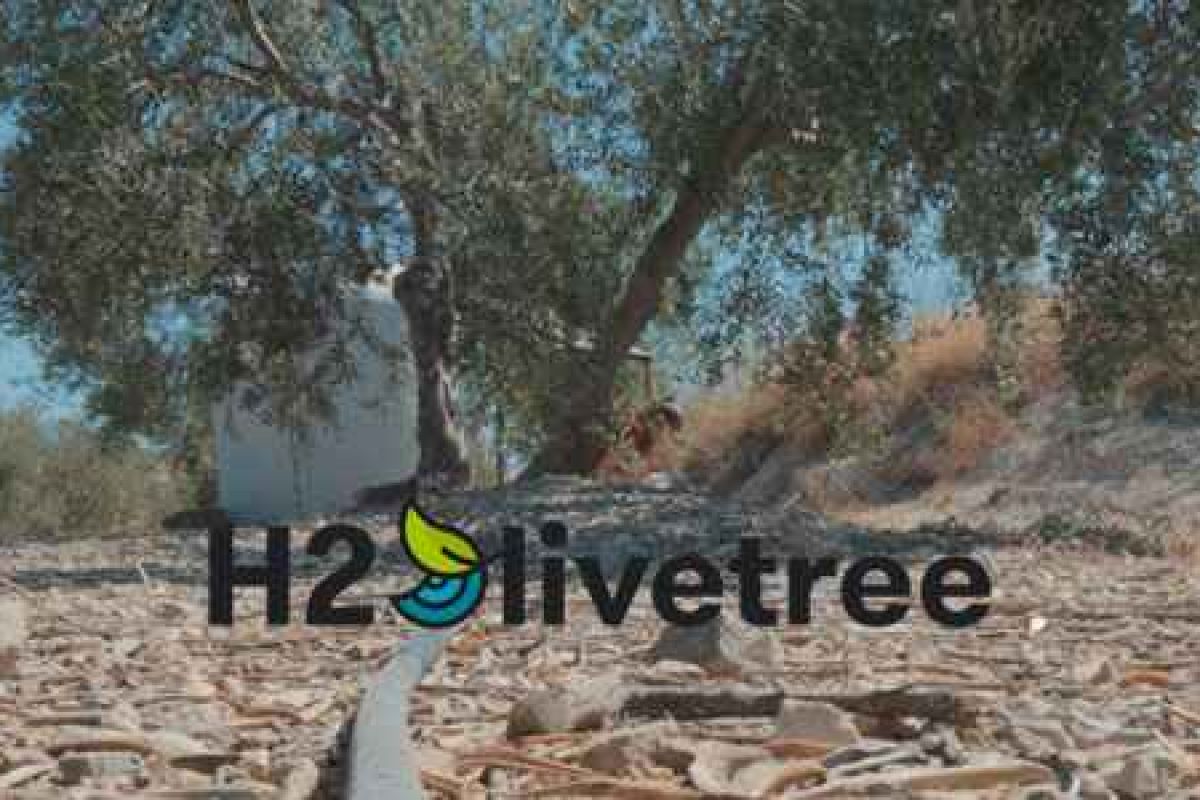 Demostrado el beneficio de regar el olivo con agua del aderezo de aceituna