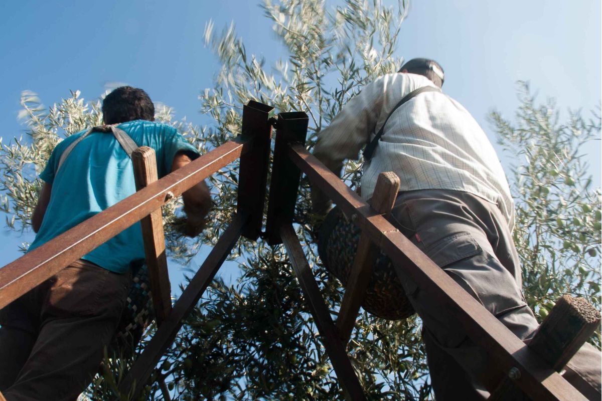 La Junta edita un folleto informativo con medidas para prevenir la COVID-19 en la agricultura