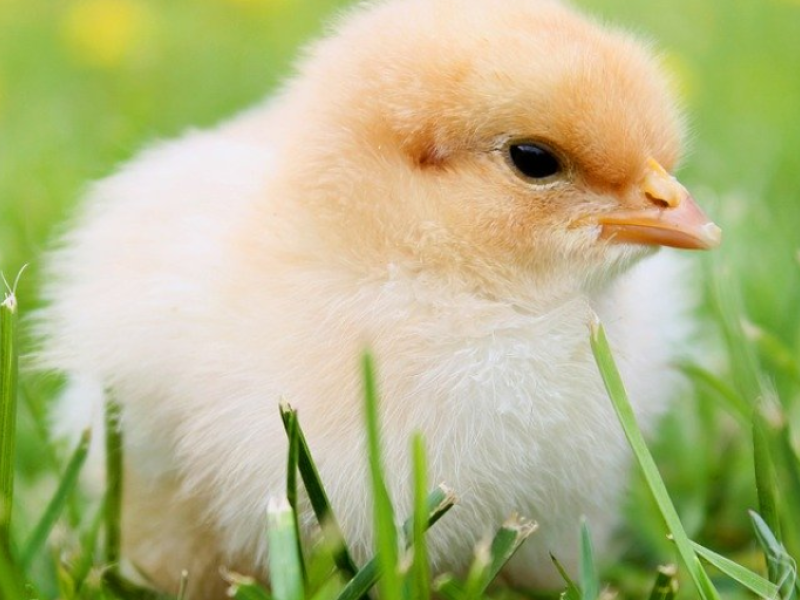 Noelia López Vázquez, emprendedora rural: “Para emprender hay que ser una persona trabajadora y constante además de tener los conocimientos técnicos necesarios”