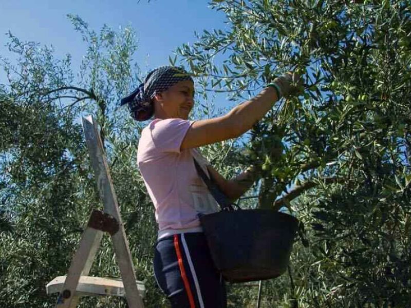 El 67% de las mujeres ve atractiva la idea de emprender en el medio rural pero piden mejoras en nuevas tecnologías