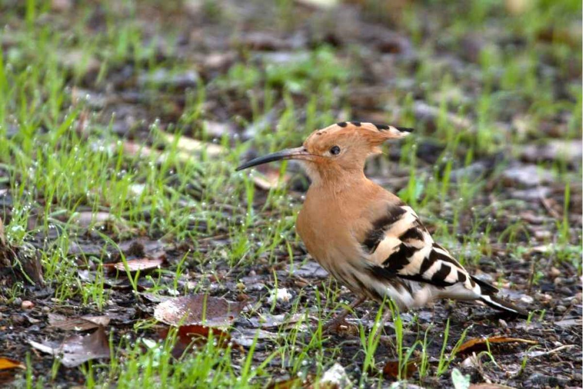 El GDR Sierra Morena Cordobesa promociona el orniturismo en el parque natural de Hornachuelos