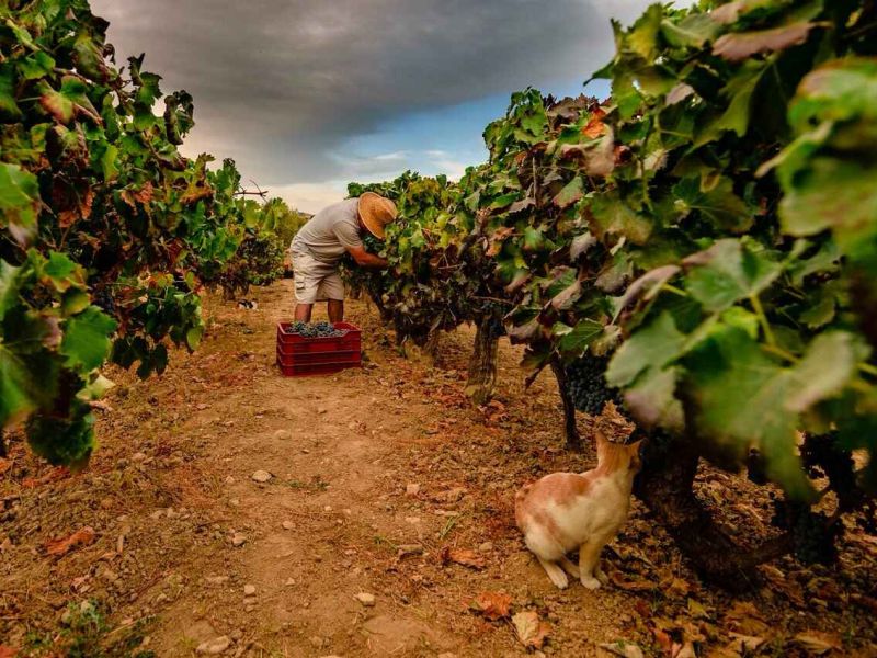 Abierto el plazo para participar en el concurso fotográfico “Medio Rural y Pesquero en Andalucía 2023”