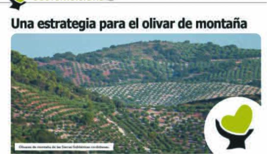Sumérgete en el olivar de montaña con Guadajoz y Campiña Este de Córdoba