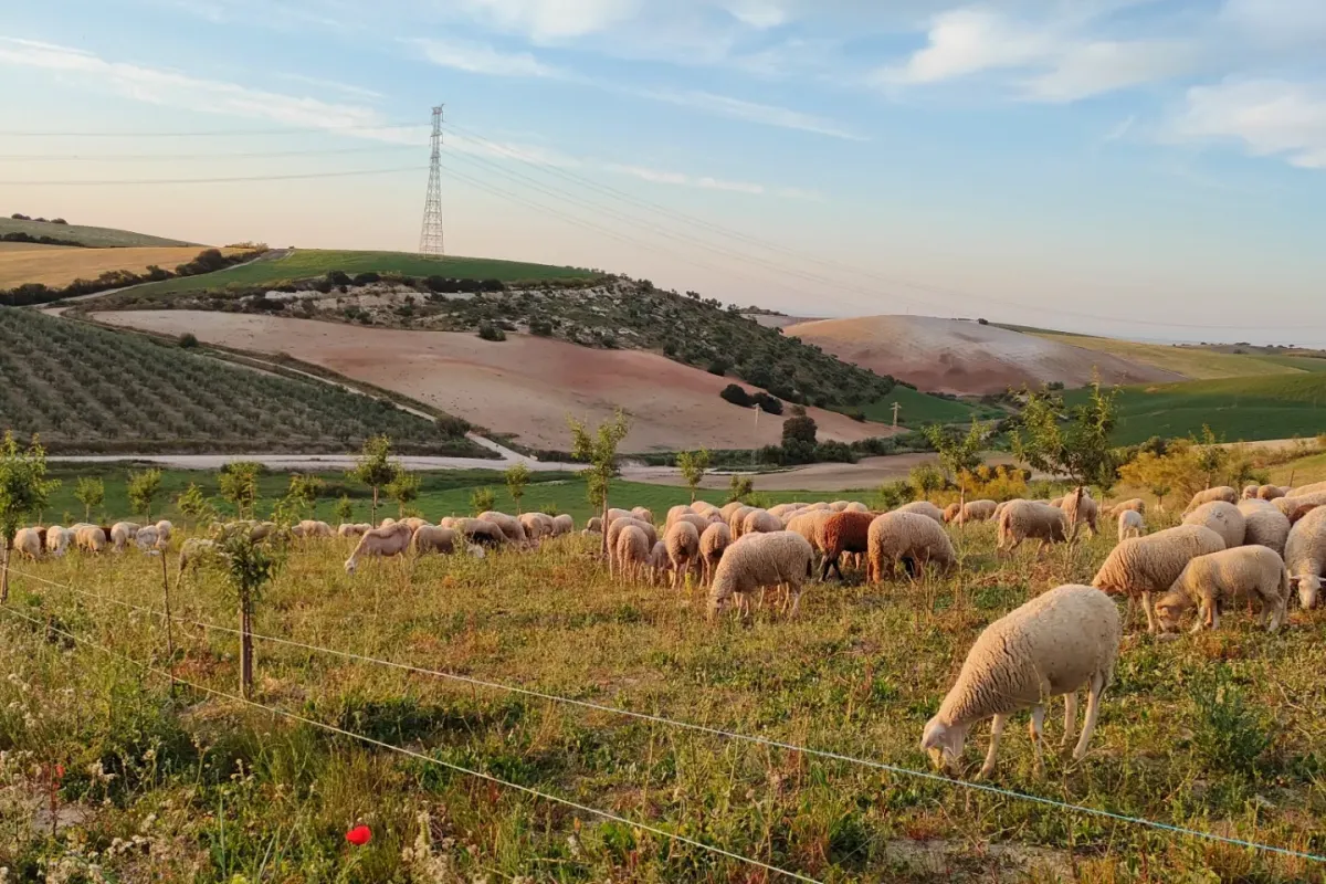 La cooperativa Naturales del Sierro de Morón de la Frontera competirá en los premios europeos ARIA 2026