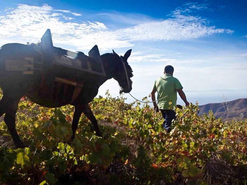 Seminario sobre Buenas prácticas en enoturismo en el Valle de Lecrín