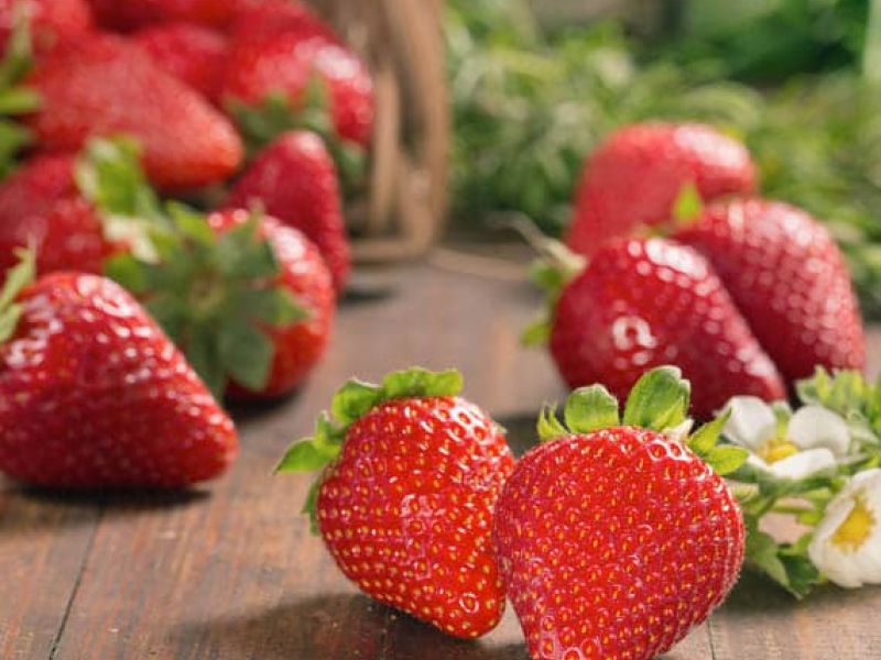 Netzero Doñana: producción ecológica y sostenible de frutos rojos en Almonte