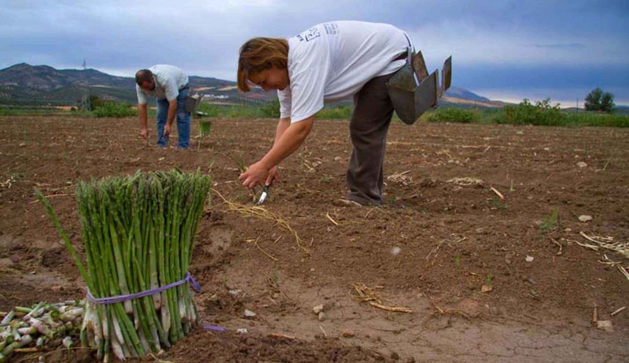 Luis Planas destaca el compromiso del Gobierno por reducir la brecha a la que se enfrentan las mujeres en el medio rural