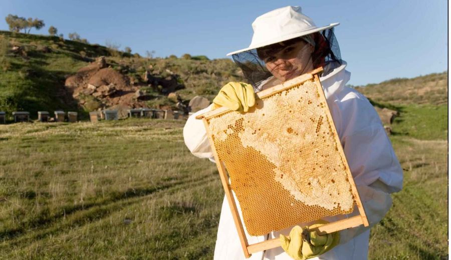 Los apicultores lanzan un grito de auxilio porque las importaciones a bajo precio siguen bloqueando la venta de miel española