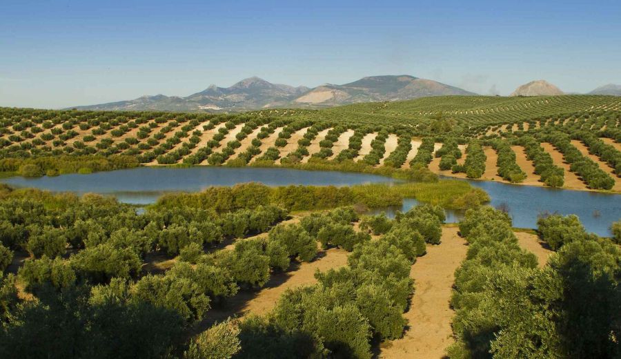 Aprobado el real decreto que dará continuidad a las ayudas de la Política Agraria Común (PAC) en 2021 y 2022