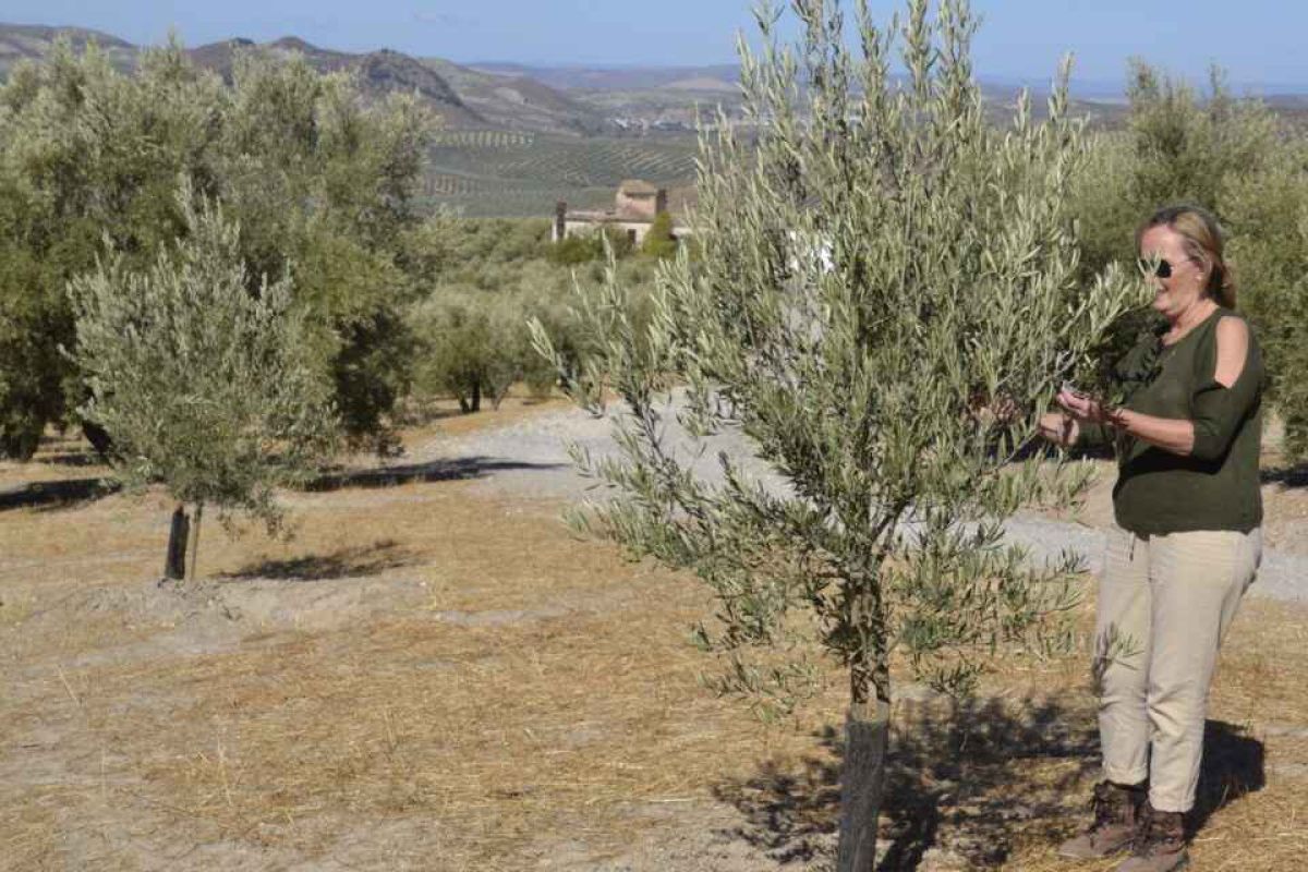 Oleoempodera: igualdad en las cooperativas agrícolas de la Sierra Sur de Jaén