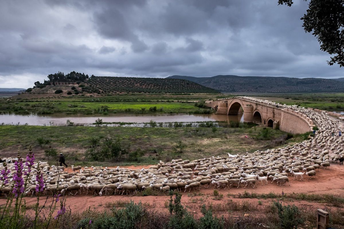 La trashumancia ya es Patrimonio Inmaterial de la Humanidad de la UNESCO