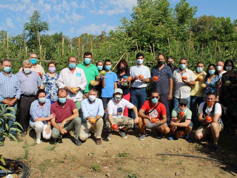 Comienza la temporada del tomate Huevo Toro 2020 en el Valle del Guadalhorce