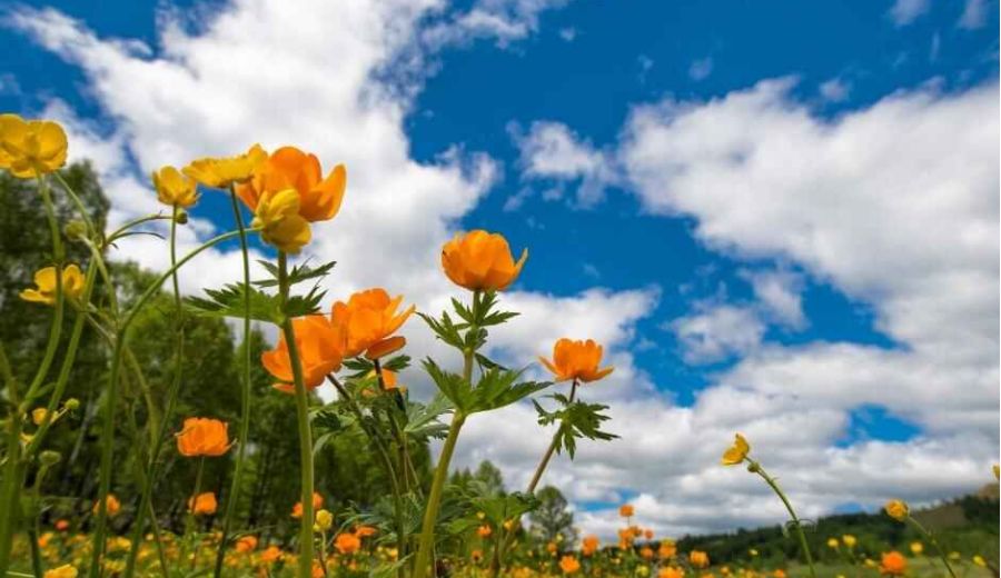 La naturaleza es garantía de salud física y mental