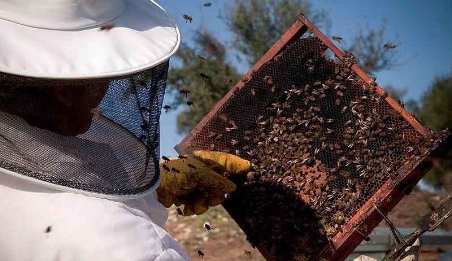 Convocadas las ayudas 2019 destinadas a la mejora de la producción y comercialización de los productos apícolas