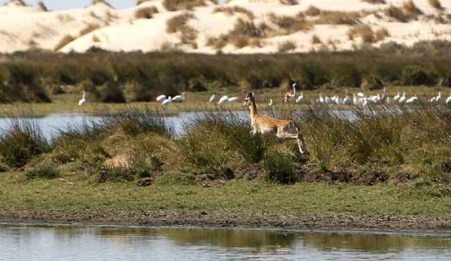 Apuesta por compatibilizar naturaleza y turismo en Doñana de la mano de los Grupos de Desarrollo Rural
