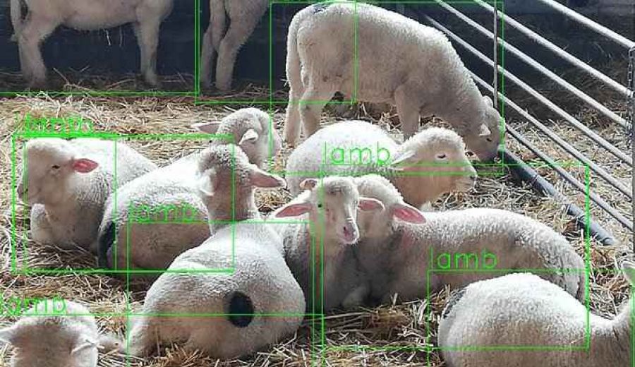 Sierra Morena Cordobesa participa en el Grupo Operativo Quality Lambs
