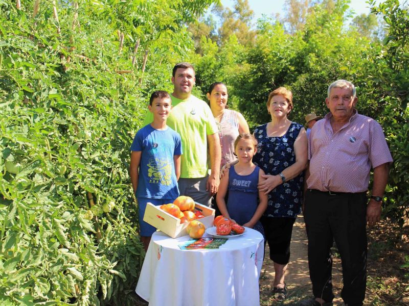 Comienza la temporada del tomate Huevo Toro 2019 en el Valle del Guadalhorce