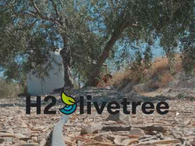 Demostrado el beneficio de regar el olivo con agua del aderezo de aceituna