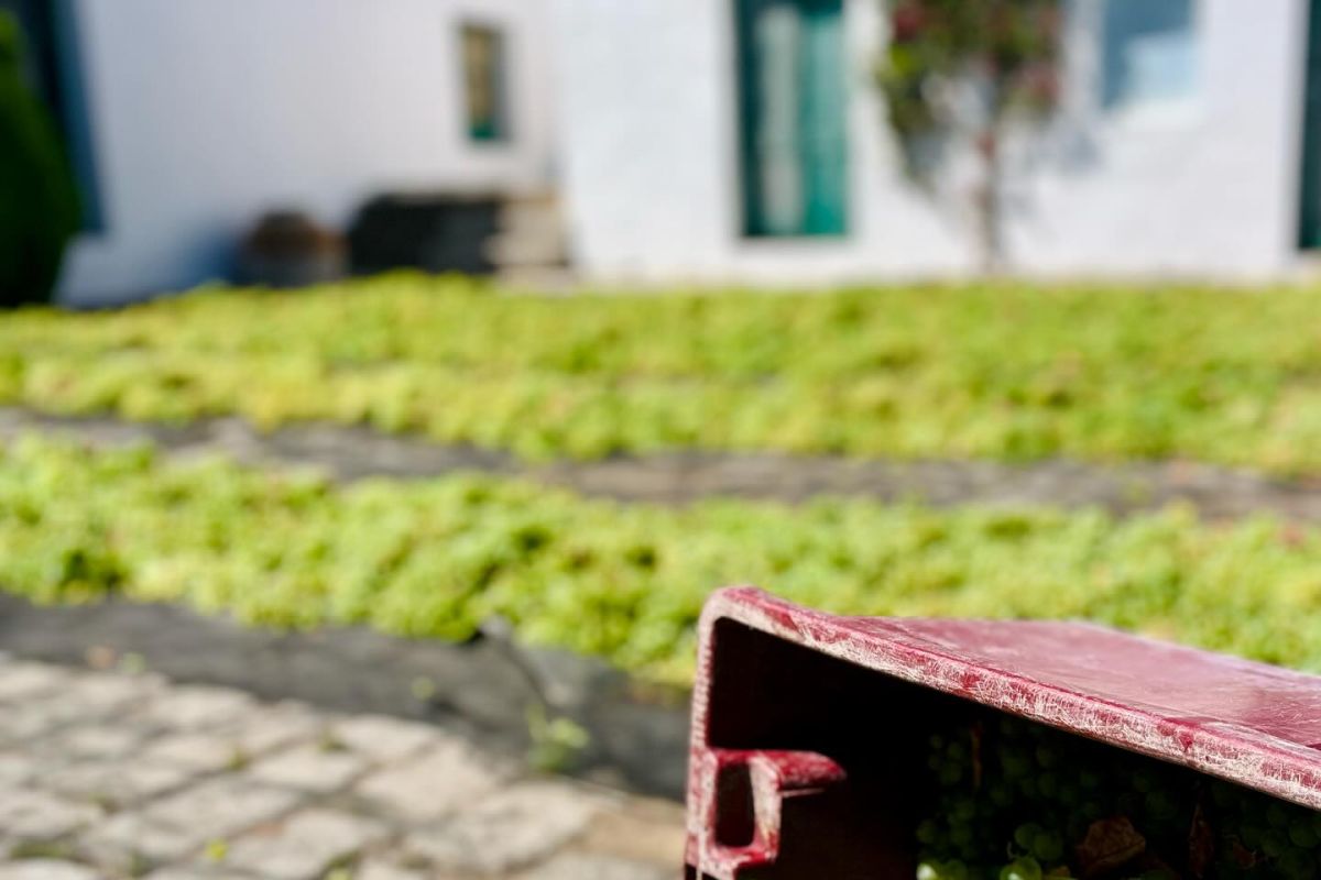 Netzero_Doñana: el sector vitivinícola, comprometido con la sostenibilidad ambiental y cuidado del territorio