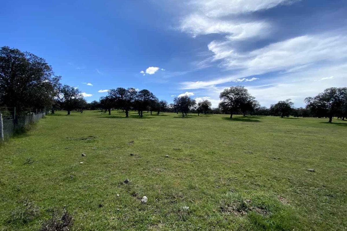 Agricultura aprueba nuevas ayudas para proyectos LEADER en Sierra Morena Cordobesa y Los Pedroches