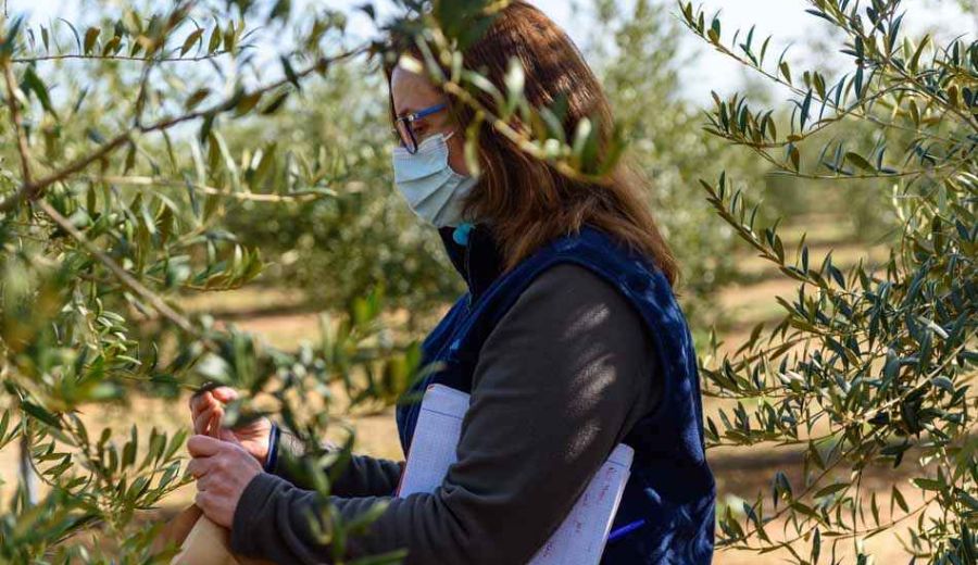El Gobierno modifica las bases reguladoras para la concesión de ayudas a proyectos innovadores de productividad y sostenibilidad agrícola