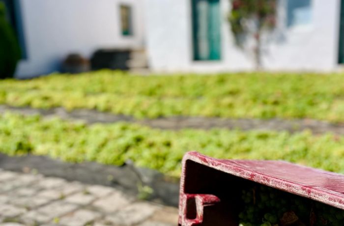 Netzero_Doñana: el sector vitivinícola, comprometido con la sostenibilidad ambiental y cuidado del territorio