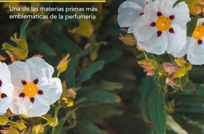 La Jara del Andévalo recibe el Premio Sostenibilidad y Patrimonio Olfativo de la Academia del Perfume 2026