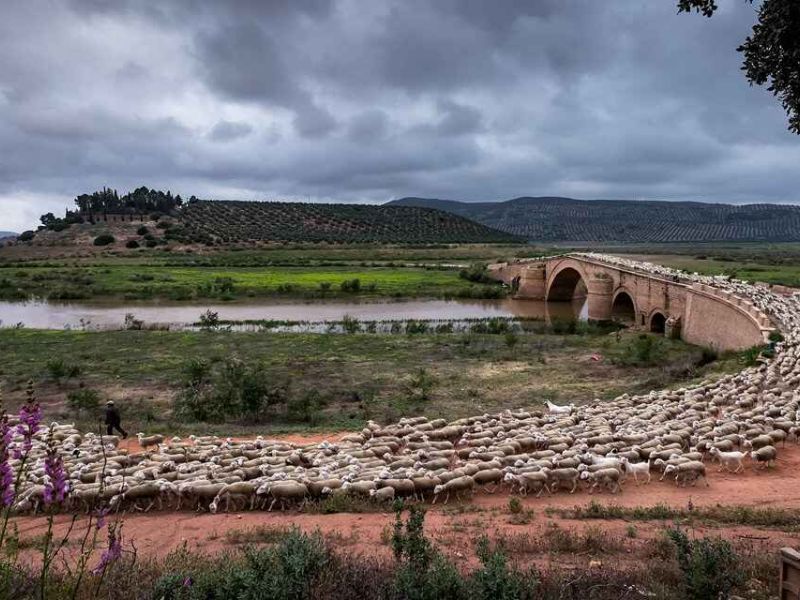 La trashumancia ya es Patrimonio Inmaterial de la Humanidad de la UNESCO