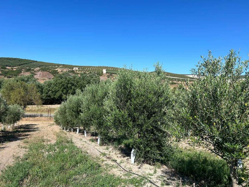 ‘Legado Andaluz’, el exitoso y premiado proyecto oleícola de Torrecera