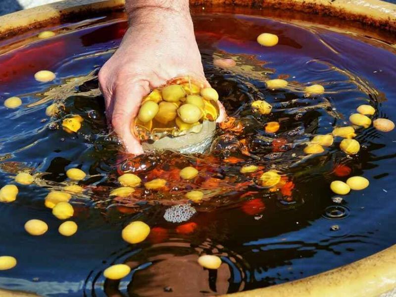 La aceituna de mesa de la Serranía Suroeste Sevillana se digitaliza con LEADER