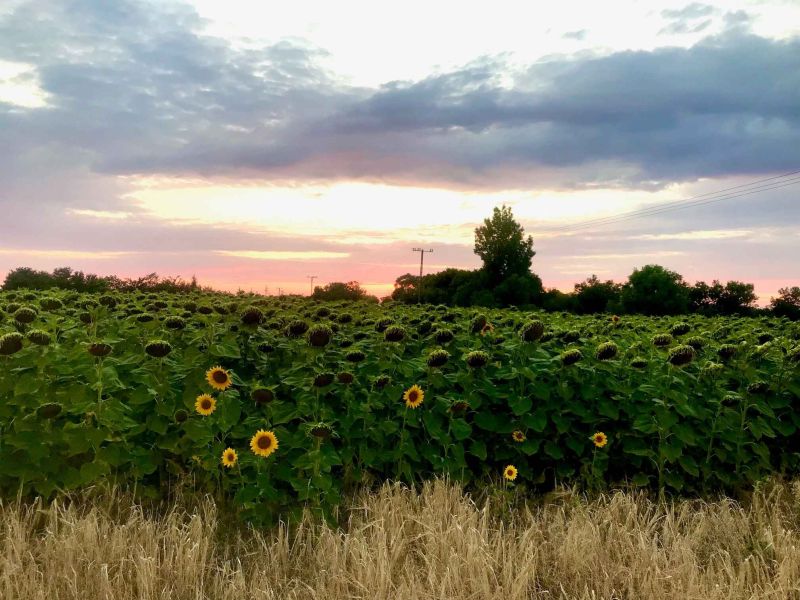 María Gafo, DG AGRI Comisión Europea: ¡Las zonas rurales son importantes!