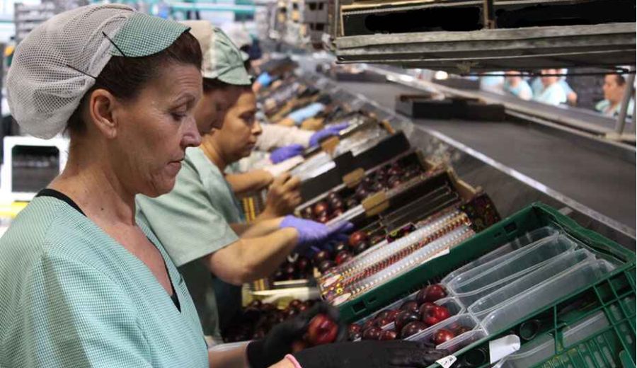 El Ministerio de Agricultura, Pesca y Alimentación programa varias actividades para impulsar el papel de las mujeres rurales en el sector agroalimentario