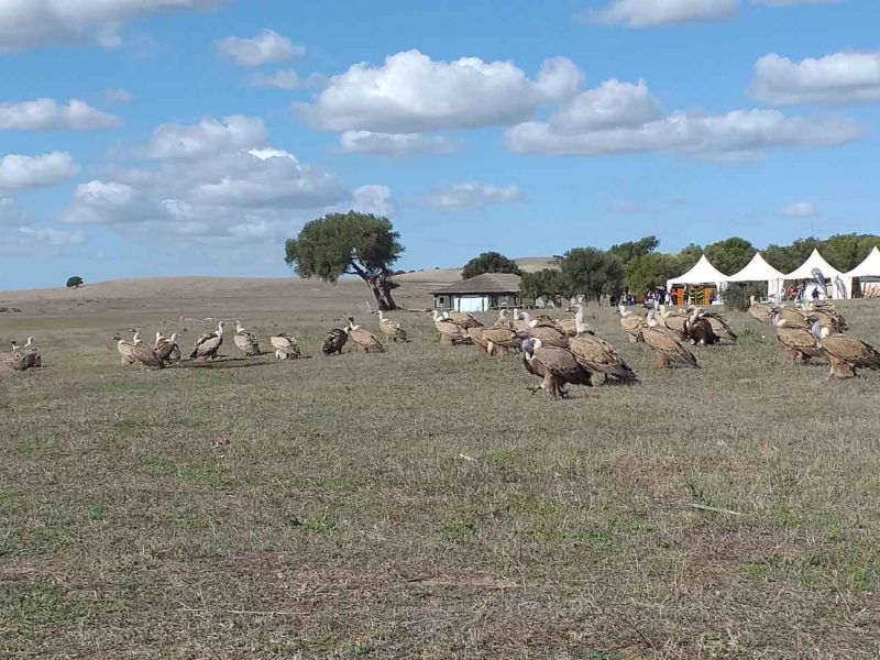 Más de 4.000 profesionales y aficionados a la fotografía de naturaleza se reúnen en Cádiz durante este fin de semana