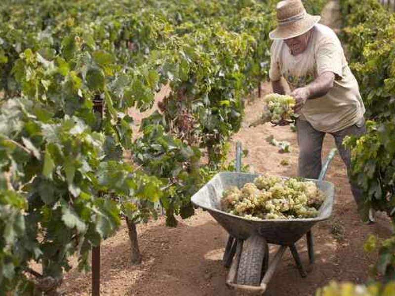 El campo español necesita 20.000 nuevos agricultores cada año