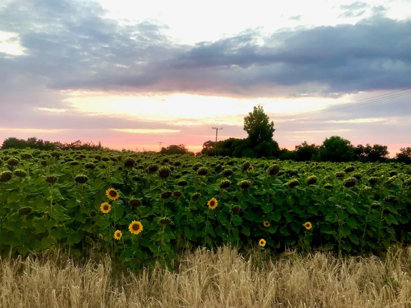 María Gafo, DG AGRI Comisión Europea: ¡Las zonas rurales son importantes!