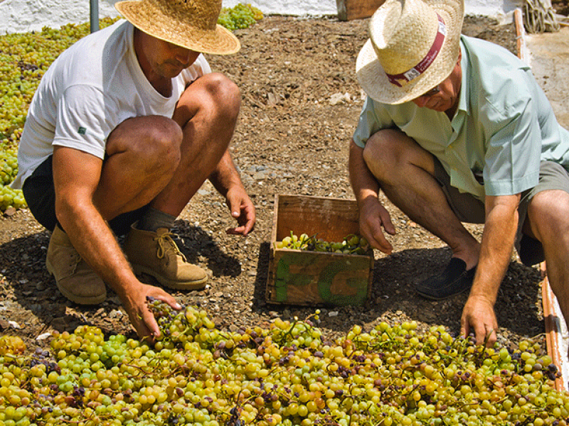 Crece Andalucía, un programa gratuito de asesoramiento a las empresas agrícolas y rurales