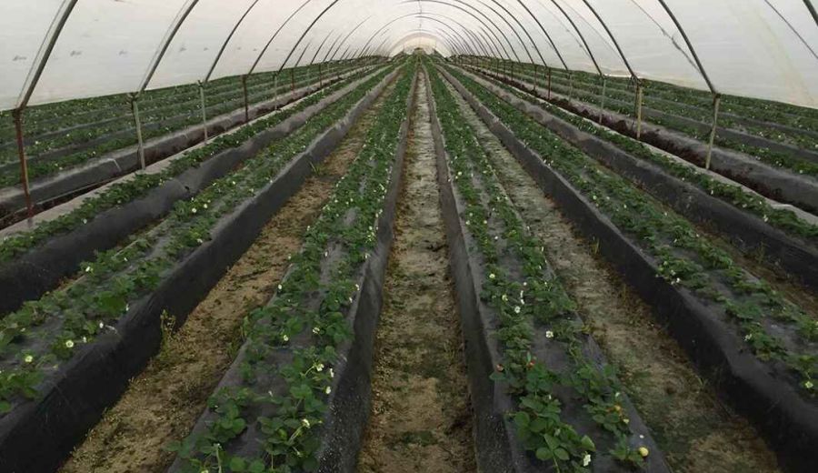 Un emprendedor crea SensaCultivo, una app que permite controlar la salud del cultivo desde el móvil