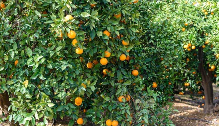 Economía circular para los cítricos de la Costa Occidental de Huelva