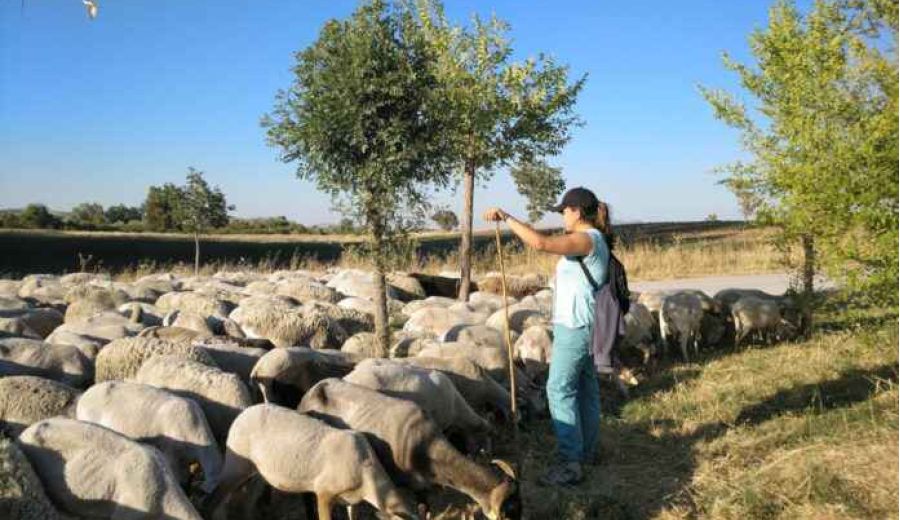 Andalucía abre el plazo de solicitudes para acoger la Escuela de Pastores en 2020