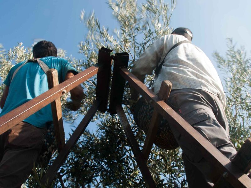 La Junta edita un folleto informativo con medidas para prevenir la COVID-19 en la agricultura