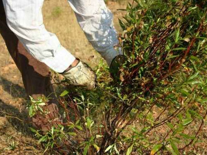 El Viso y el GDR Los Pedroches impulsan el proyecto Cirtus para explorar las posibilidades de la jara