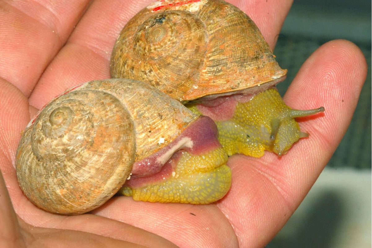 La helicicultura andaluza se moderniza con un nuevo sistema de alevinaje y engorde de caracoles