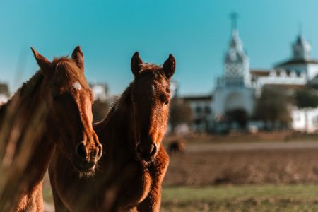 img venta mauro 005 6ab0e093