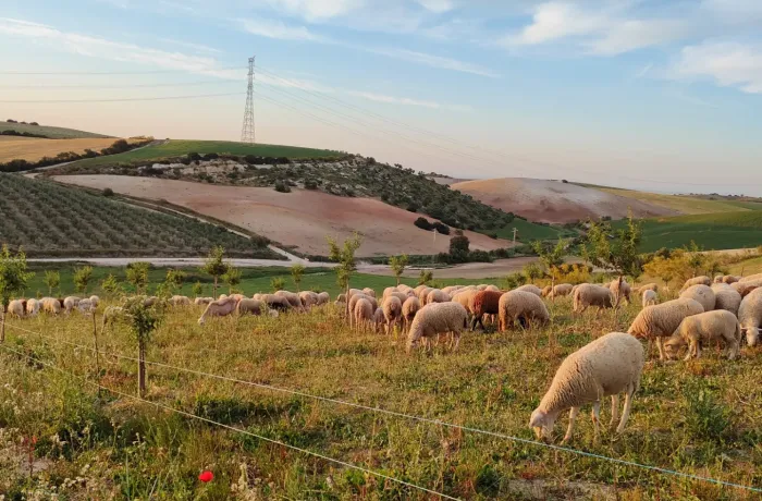 La cooperativa Naturales del Sierro de Morón de la Frontera competirá en los premios europeos ARIA 2026