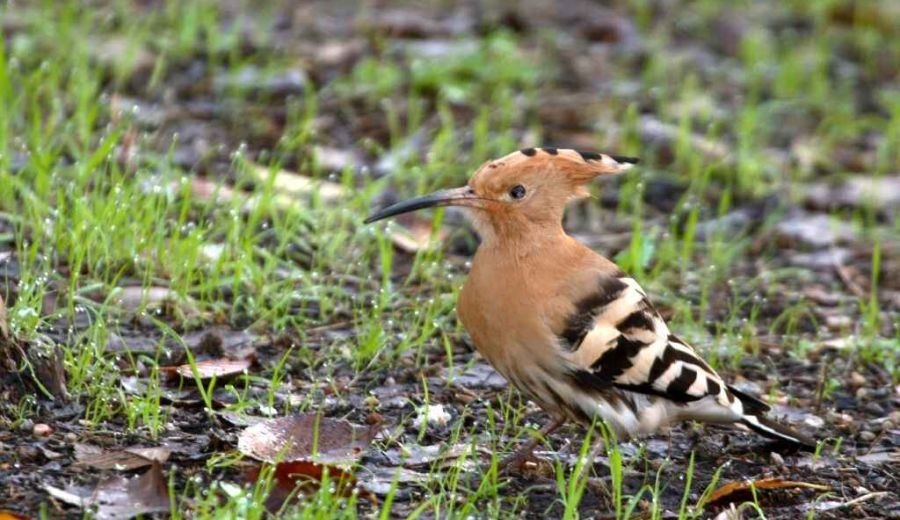 El GDR Sierra Morena Cordobesa promociona el orniturismo en el parque natural de Hornachuelos