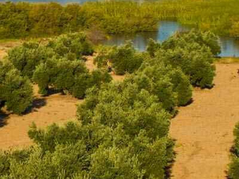 Estas son las normas transitorias que regirán en el campo europeo hasta la nueva PAC