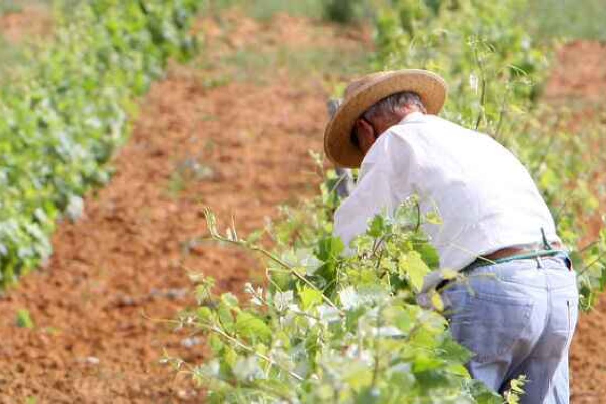 Arranca el proceso de mejora de los itinerarios para el turismo del vino en Chiclana de la mano del GDR Litoral de la Janda
