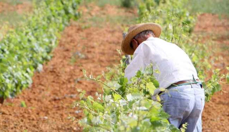 Arranca el proceso de mejora de los itinerarios para el turismo del vino en Chiclana de la mano del GDR Litoral de la Janda